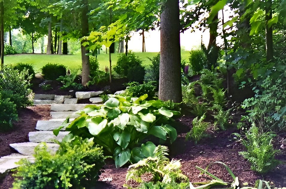 Stone steps surrounded by leafy green plants and trees in a shaded garden.