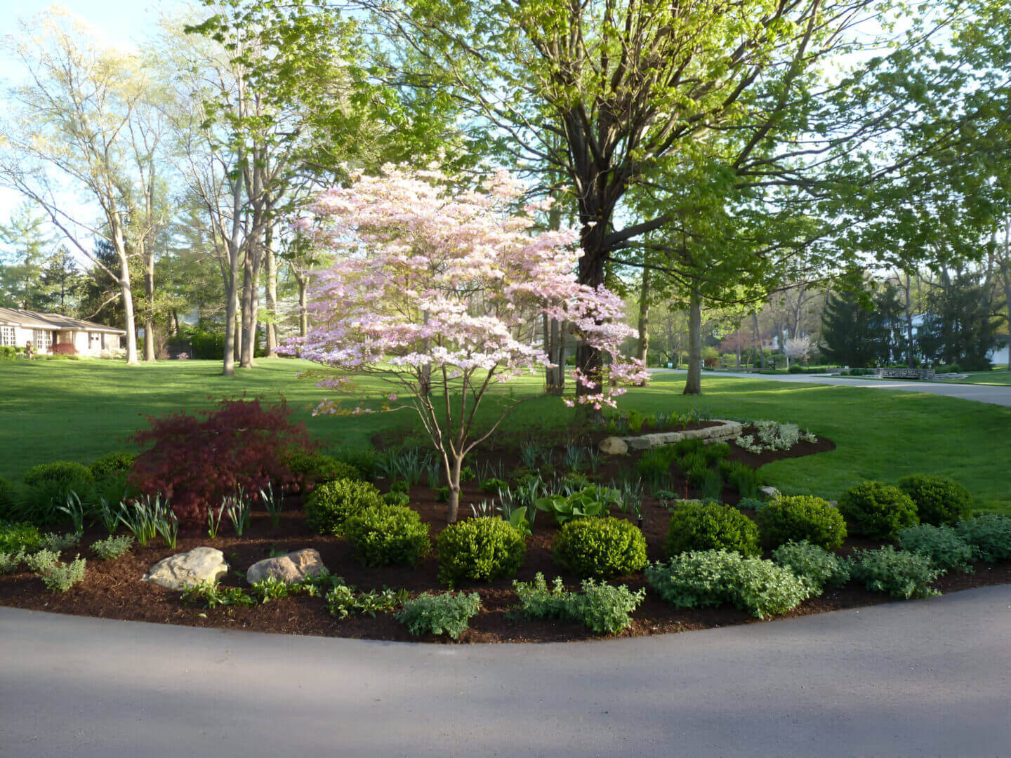 Landscaped garden with a blooming pink dogwood tree, surrounded by green shrubs and plants, set next to a driveway in a residential area.