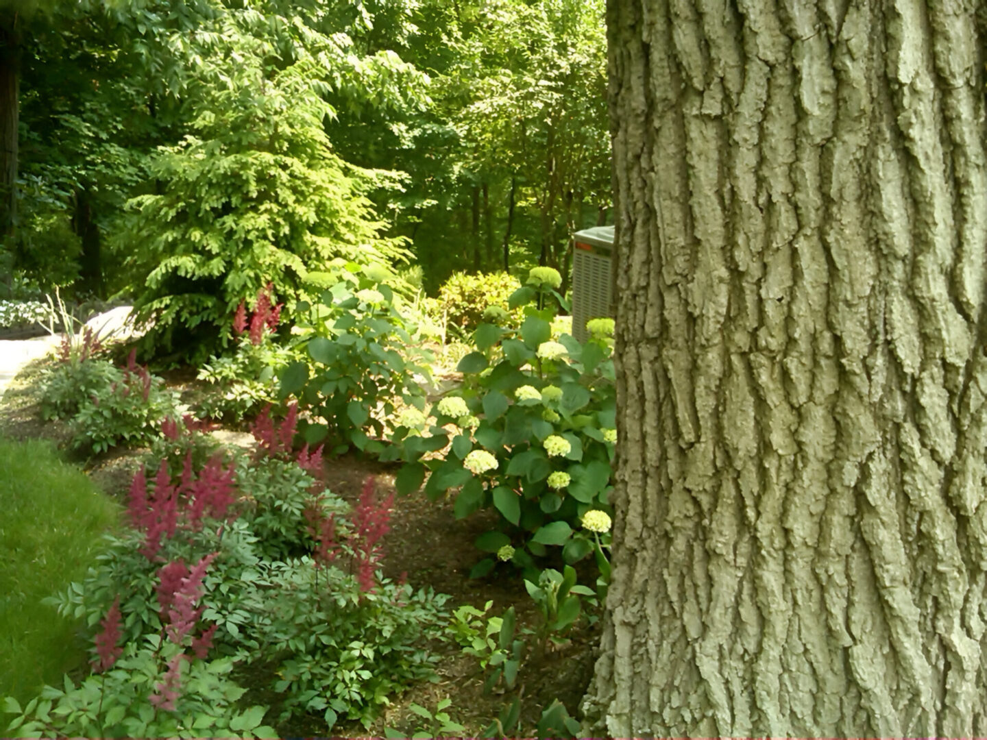 Garden scene with a tree trunk in the foreground, lush greenery, yellow and pink flowers, and a small bush.