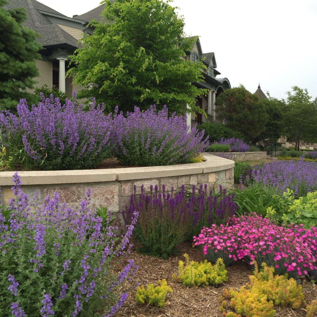 Lavender garden with house in background.